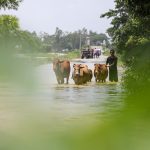 জলে ভাসছে ফুলগাজীর গ্রাম