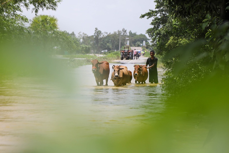 জলে ভাসছে ফুলগাজীর গ্রাম
