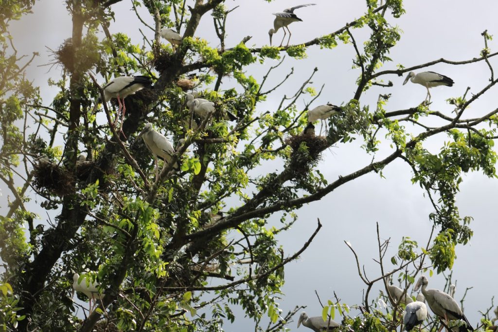 শৈলকুপায় অতিথি পাখির অভয়ারণ্য