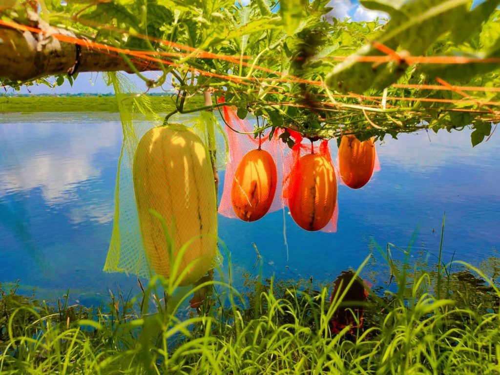 সাতক্ষীরায় অসময়ের তরমুজ চাষে আগ্রহী কৃষকরা