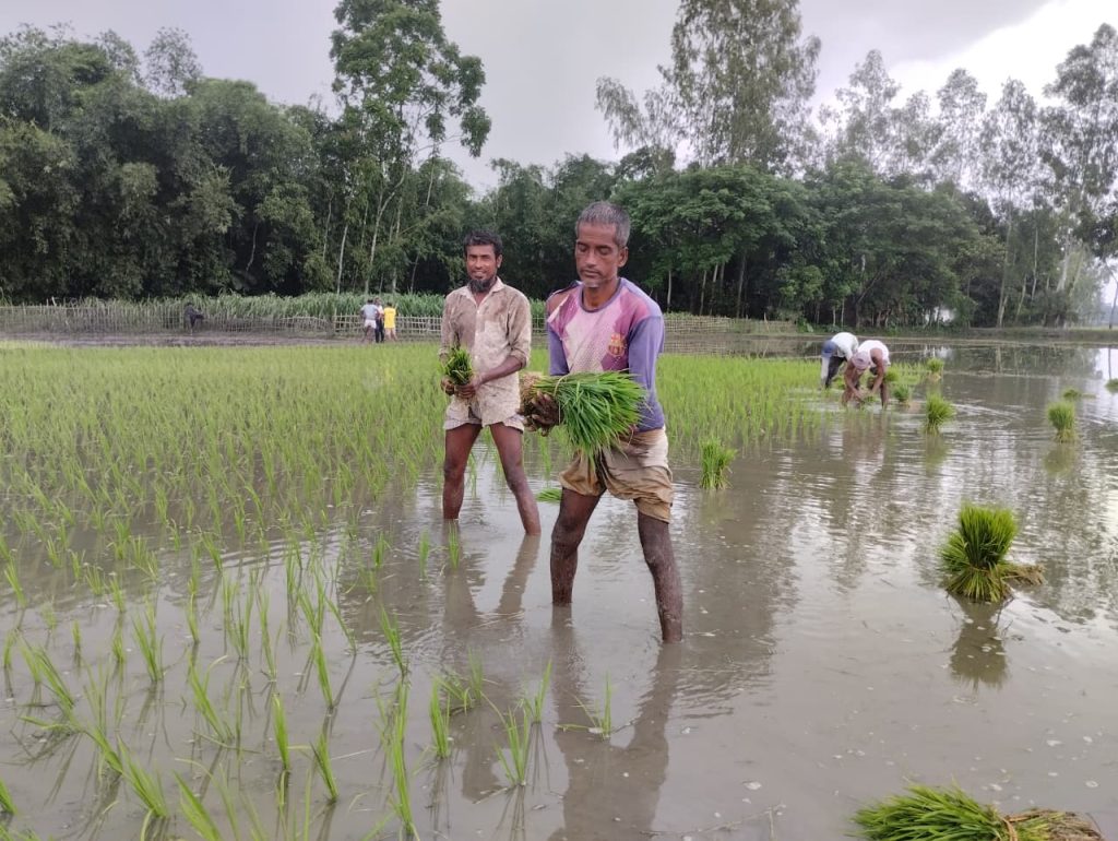 বৃষ্টিতে আমন রোপণে ‘চিন্তামুক্ত’ গাইবান্ধার কৃষকরা