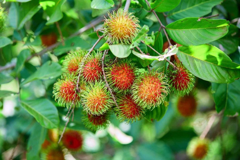 দিনাজপুরে রামবুটান