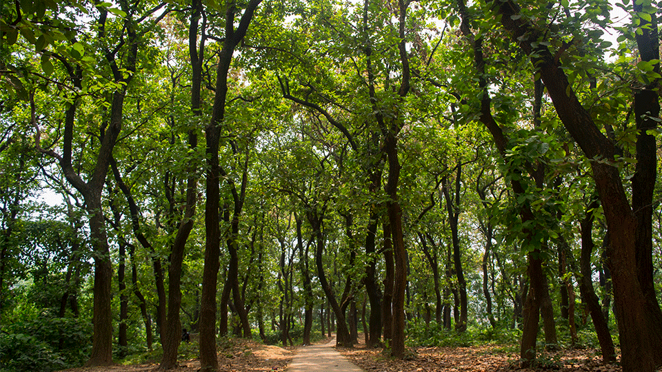 গাজীপুরের ভাওয়াল বন এলাকা। ছবি : সংগৃহীত