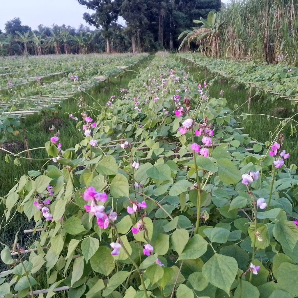 বিষমুক্ত প্রাণ বৈচিত্র খামার