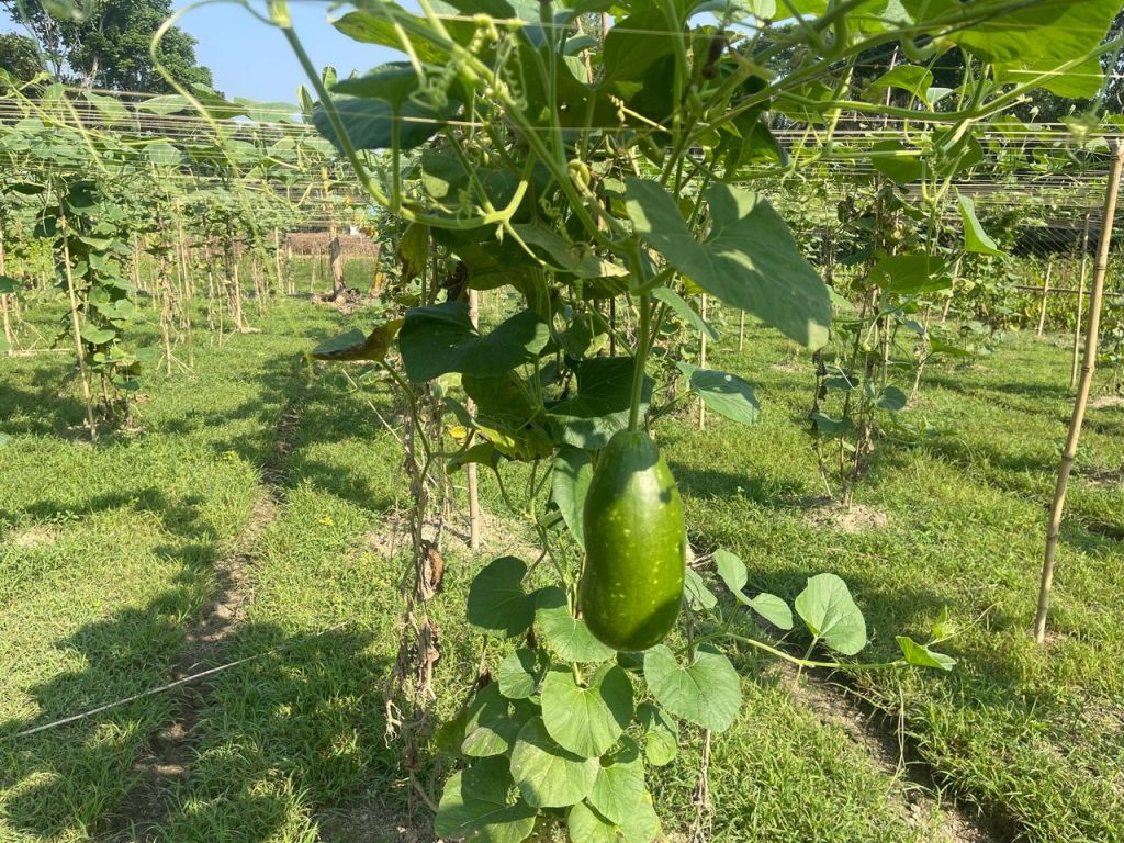 শীতকালীন সবজি নিয়ে ব্যস্ত মাদারীপুরের কৃষকরা