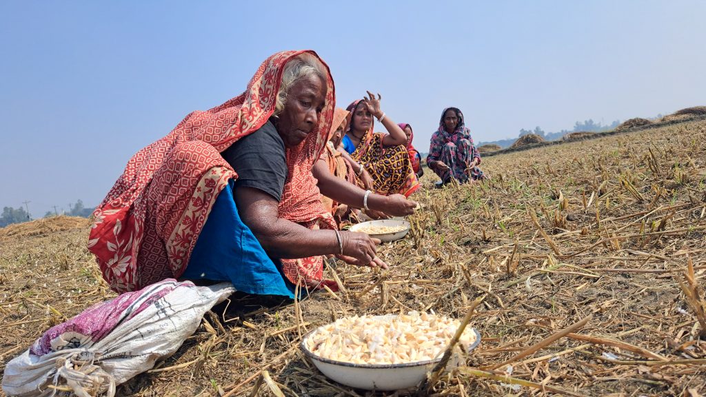 চলনবিলের মাঠে ‘রসুন’ রোপণের ধুম