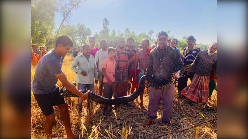 শ্রীমঙ্গলে এক সপ্তাহে উদ্ধার ৪ অজগর