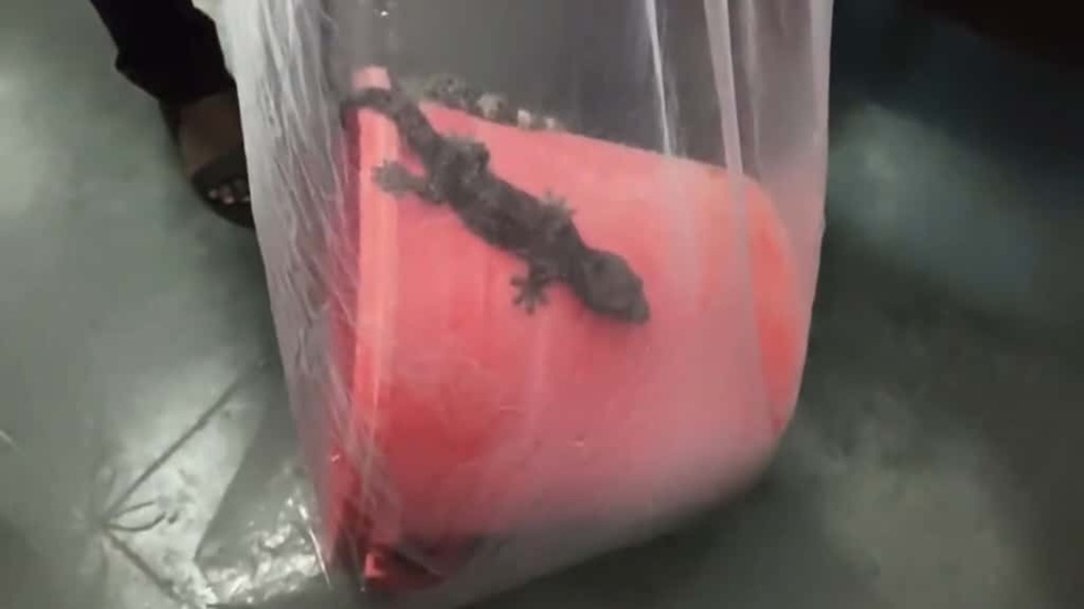 মেহেরপুরে ৬০ লাখ টাকা মূল্যের ৩ তক্ষক উদ্ধার