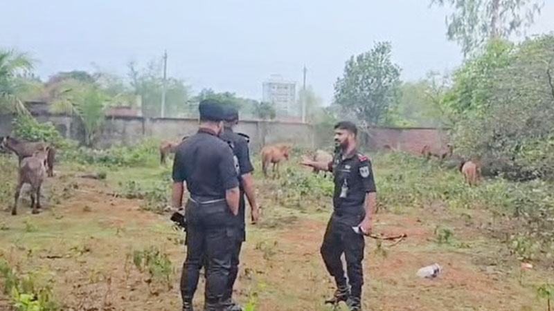 পূর্বাচলে গরুর মাংস বলে ঘোড়ার মাংস বিক্রি
