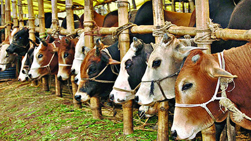 কিশোরগঞ্জের এক হাট ইজারায় সরকার খোয়ালো আড়াই কোটি টাকা