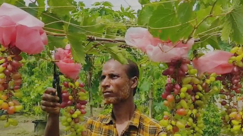 সাতক্ষীরায় আঙুর চাষে ট্রাকচালক হেলালের সাফল্য