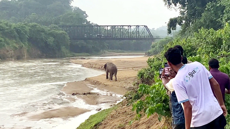 শেরপুরের গারো পাহাড়/ হাতিকে উত্ত্যক্ত করে ভিডিও, বাড়ছে প্রাণহানি