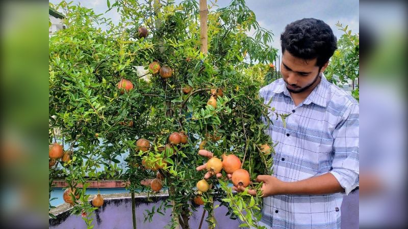 অসুস্থ মায়ের জন্য ছাদে আনার রোপণ করেই সফল আলামিন