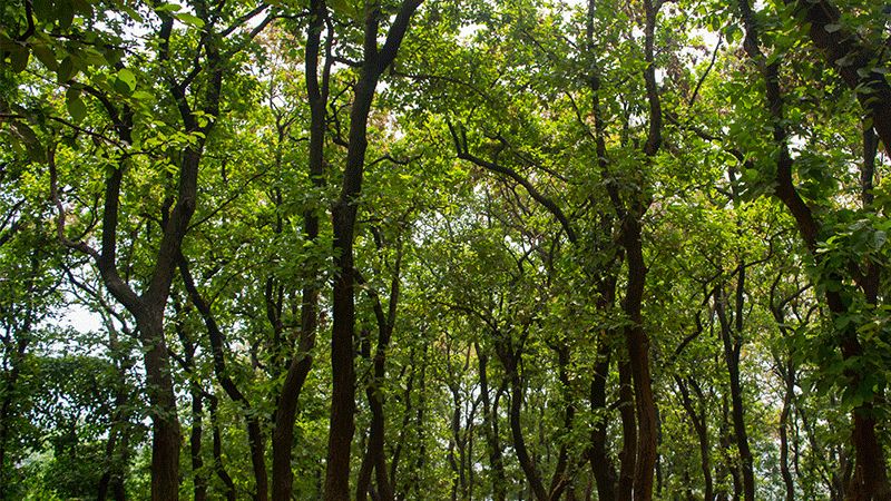 বছরে ২.৬ শতাংশ হারে কমছে দেশের বনভূমি gazipur forest