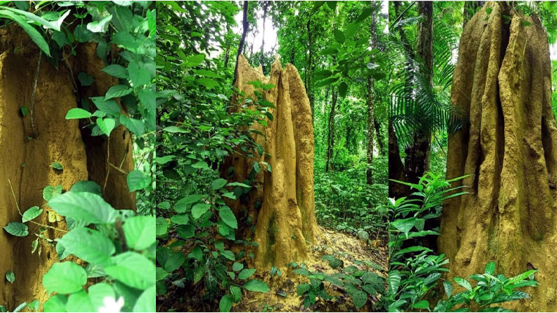 শিল্পীর ছোঁয়া নয়, উইপোকার গড়া অনিন্দ্যসুন্দর স্থাপত্য