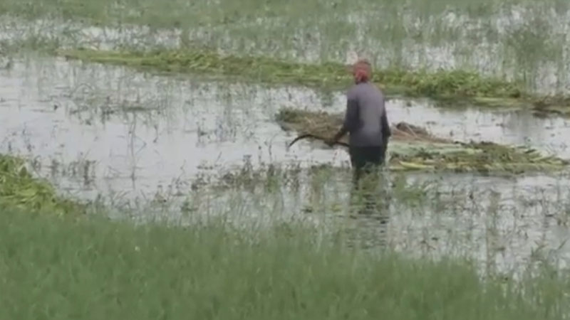 নড়াইলে টানা বর্ষণ ও জলাবদ্ধতায় আউশের ব্যাপক ক্ষতি