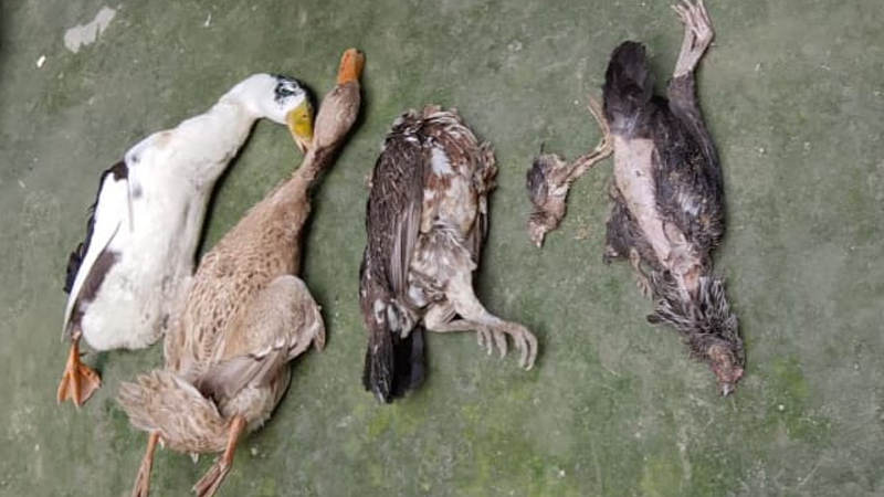 গাইবান্ধায় বিষ দিয়ে ১৭০ হাঁস-মুরগি মারার অভিযোগ গাইবান্ধার পলাশবাড়ীতে বিষ দিয়ে ১৭০ হাঁস-মুরগি মারার অভিযোগে মৃত হাঁস-মুরগি