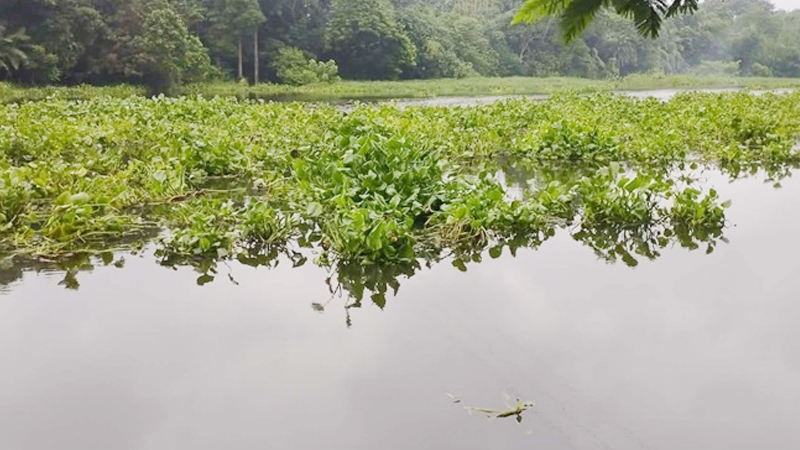 নড়াইলে যত্রতত্র পাট জাগ: দূষিত হচ্ছে নদীর পানি