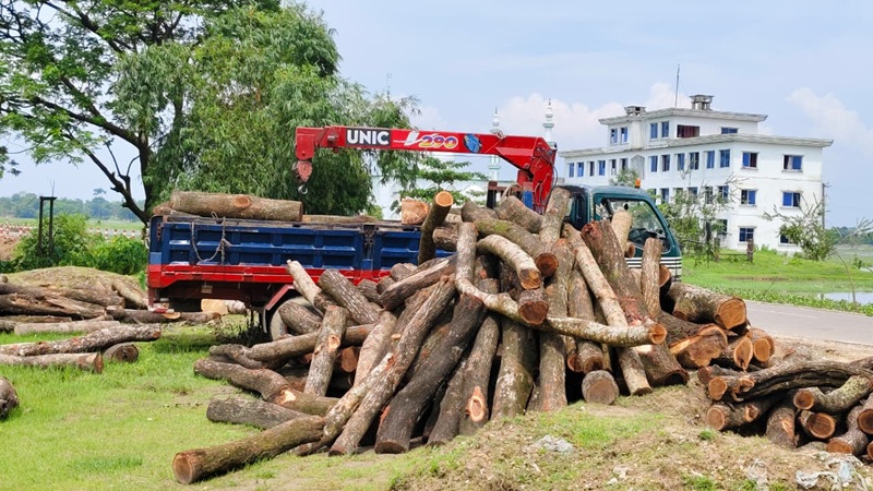 রাস্তা চওড়া করার প্রকল্প নেই, তবু গাছ কাটছে বন বিভাগ