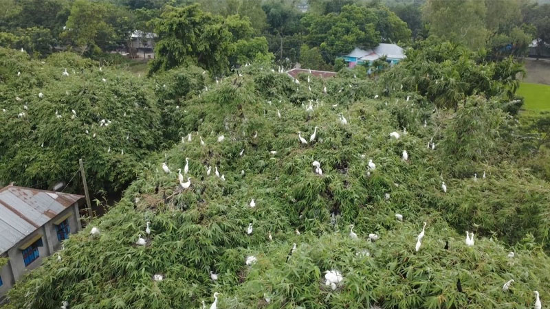শত বছরের পাখির আশ্রয়