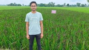 বোচাগঞ্জে প্রথমবার ব্ল্যাক রাইস চাষে তরুণ উদ্যোক্তা