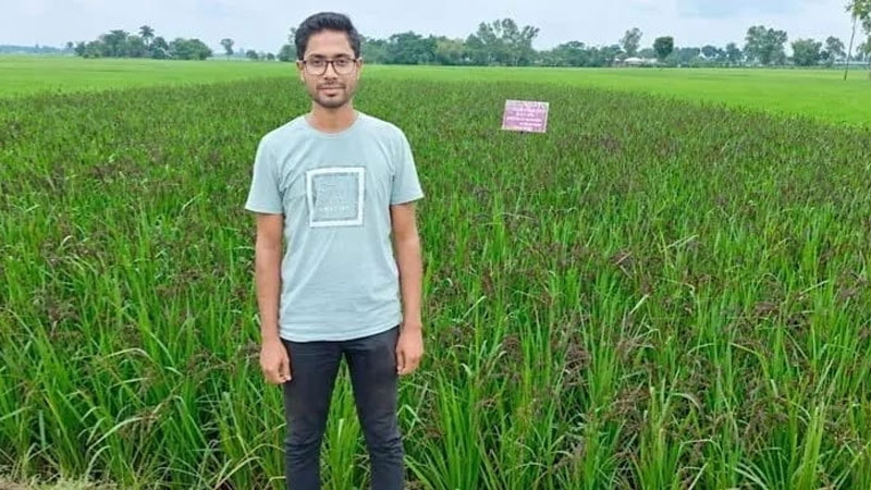 বোচাগঞ্জে প্রথমবার ব্ল্যাক রাইস চাষে তরুণ উদ্যোক্তা