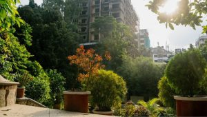 আলোর সংকটে ধুঁকতে থাকা এক উদ্যান