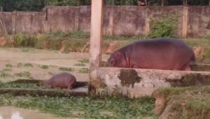 গাজীপুর সাফারি পার্কে জলহস্তী শাবকের জন্ম
