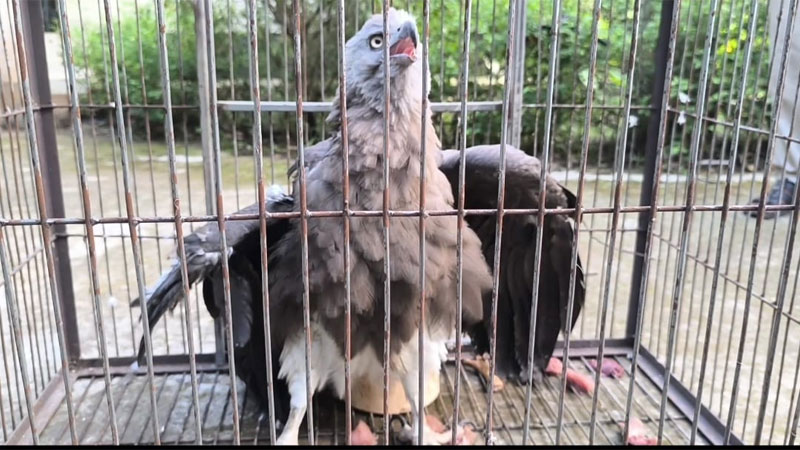মাদারীপুরে বিলুপ্তপ্রায় গ্রে ফিশ ঈগল উদ্ধার
