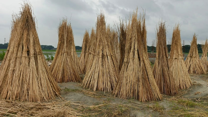 ফরিদপুরে বাড়ছে পাটকাঠির কদর