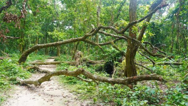 ঝড়ে পড়ে থাকা শত শত গাছ রাতের আঁধারে চুরির অভিযোগ