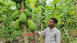 শিক্ষকতার পাশাপাশি কৃষিতে সাফল্য