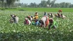 দিনাজপুরে আগাম ফুলকপি চাষে ব্যস্ত কৃষকেরা
