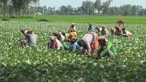 দিনাজপুরে আগাম ফুলকপি চাষে ব্যস্ত কৃষকেরা