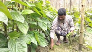 বরেন্দ্র অঞ্চলে পান চাষে রবিউলের সফলতা