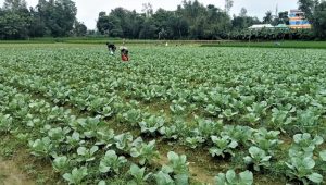আশ্বিনের শুরুতেই টাঙ্গাইলে আগাম শীতকালীন সবজি