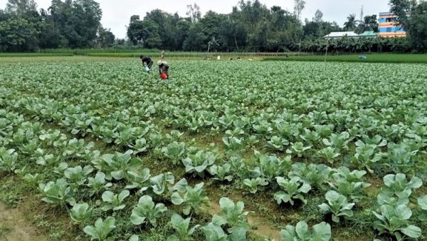 আশ্বিনের শুরুতেই টাঙ্গাইলে আগাম শীতকালীন সবজি