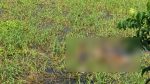 চাঁদপুরে নিখোঁজের ৪ দিন পর ফসলি জমিতে মিলল বৃদ্ধার মরদেহ