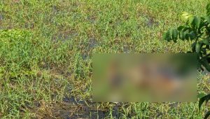 চাঁদপুরে নিখোঁজের ৪ দিন পর ফসলি জমিতে মিলল বৃদ্ধার মরদেহ
