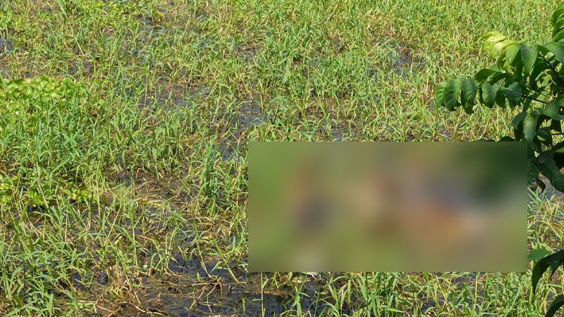 চাঁদপুরে নিখোঁজের ৪ দিন পর ফসলি জমিতে মিলল বৃদ্ধার মরদেহ