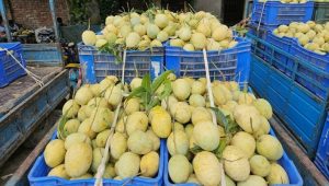 চাঁপাইনবাবগঞ্জে নাবি জাতের আমচাষে নতুন সম্ভাবনা