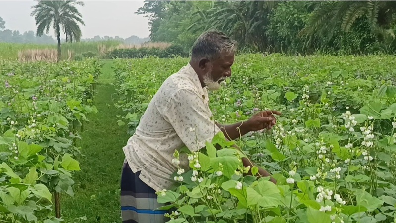 আগাম শীতের সবজি চাষে ব্যস্ত চুয়াডাঙ্গার কৃষকেরা