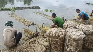 চুয়াডাঙ্গায় পাট চাষে সোনালী দিন ফিরছে