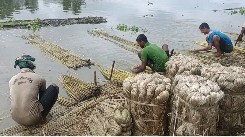 চুয়াডাঙ্গায় পাট চাষে সোনালী দিন ফিরছে