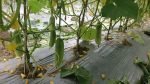 সিরাজগঞ্জে মালচিং পদ্ধতিতে শসা চাষে বাড়ছে আগ্রহ