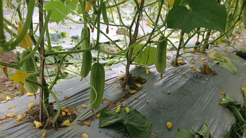 সিরাজগঞ্জে মালচিং পদ্ধতিতে শসা চাষে বাড়ছে আগ্রহ