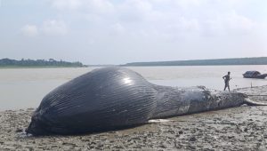 বরগুনায় নদীতে ভেসে এলো ৩০ ফুট লম্বা মৃত তিমি