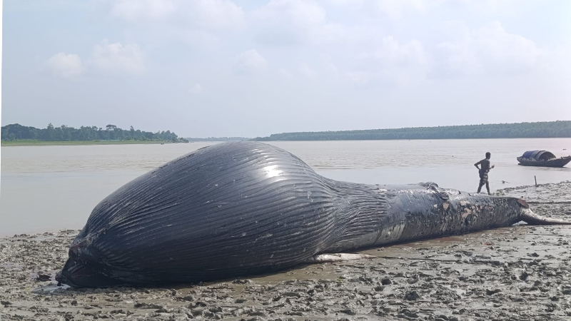 বরগুনায় নদীতে ভেসে এল ৩০ ফুট লম্বা মৃত তিমি