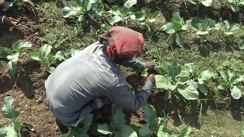 বীরগঞ্জে আগাম ফুলকপি চাষ, ব্যস্ত সময় পার করছেন কৃষকেরা