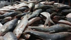 ১০৩ এনওসি বাতিল, ভারত থেকে ইলিশ আমদানি বন্ধ